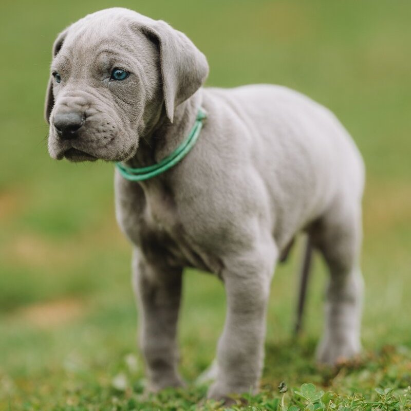 Cucciolo grigio