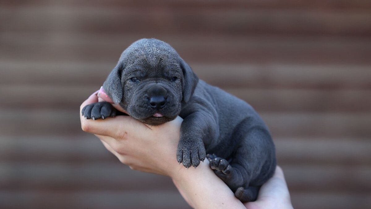 Cucciolo grigio