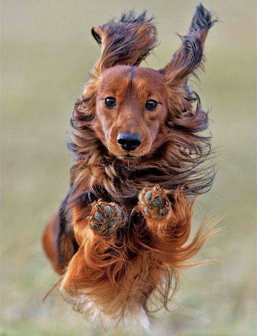 Bassotto che corre motlo veloce