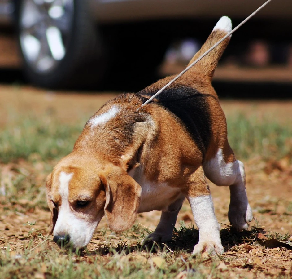 Beagle - Carattere, Addestramento, Salute e Cura - 06