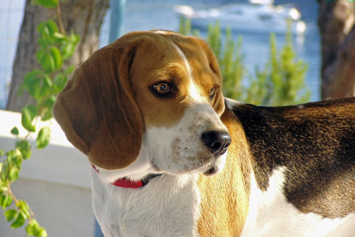 Beagle - Carattere, Addestramento, Salute e Cura - 02
