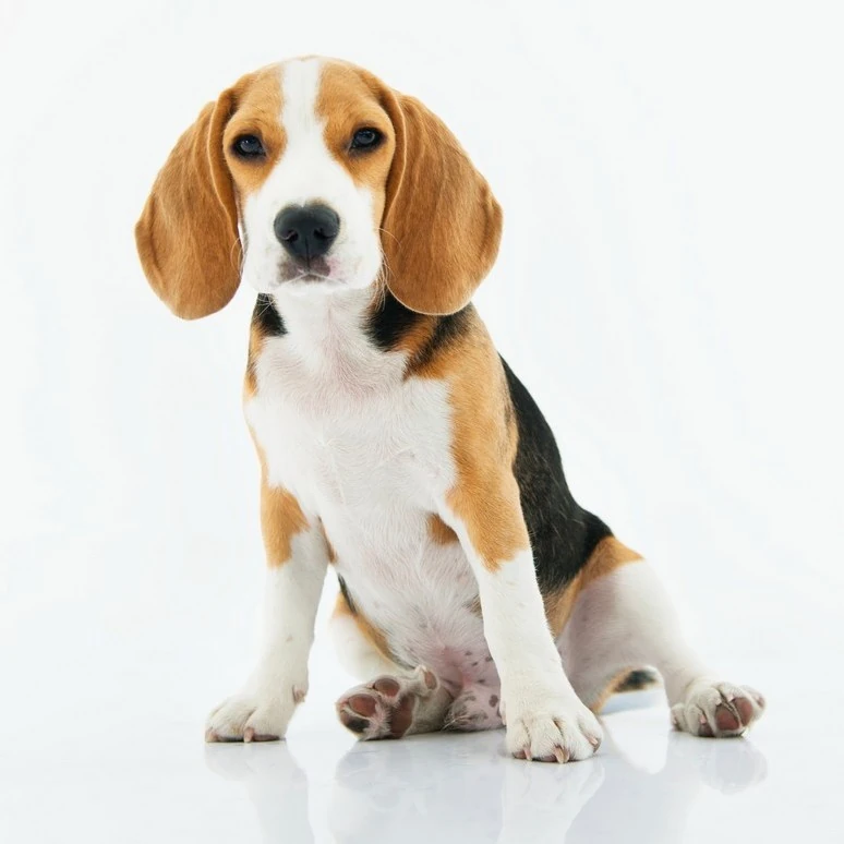 Beagle - Carattere, Addestramento, Salute e Cura - 01