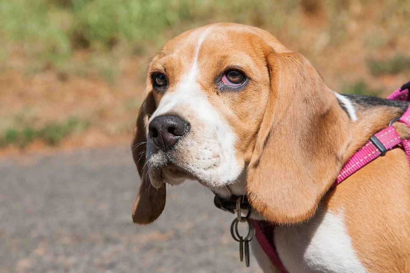 Beagle - Carattere, Addestramento, Salute e Cura - 08