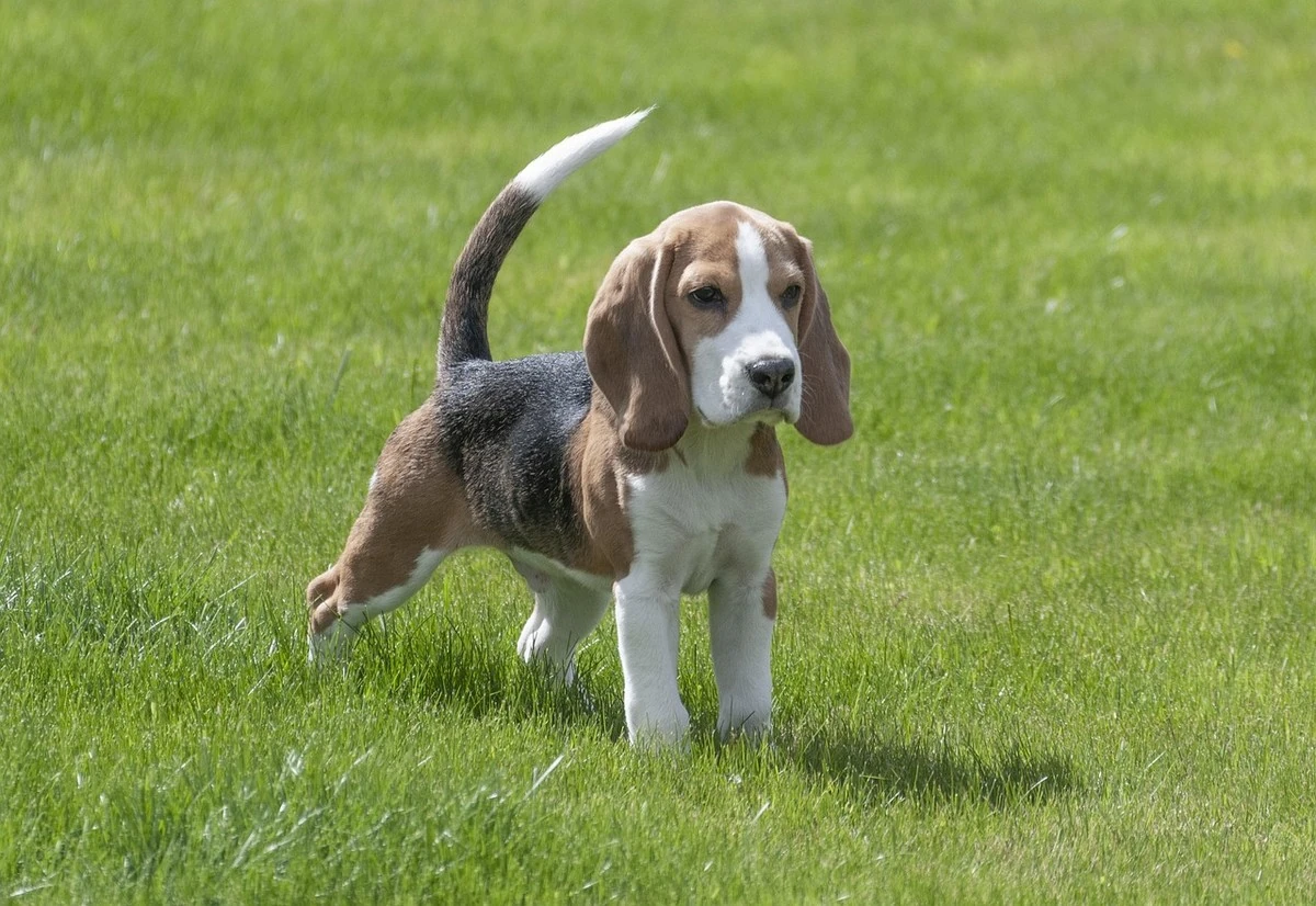 Beagle - Carattere, Addestramento, Salute e Cura - 07