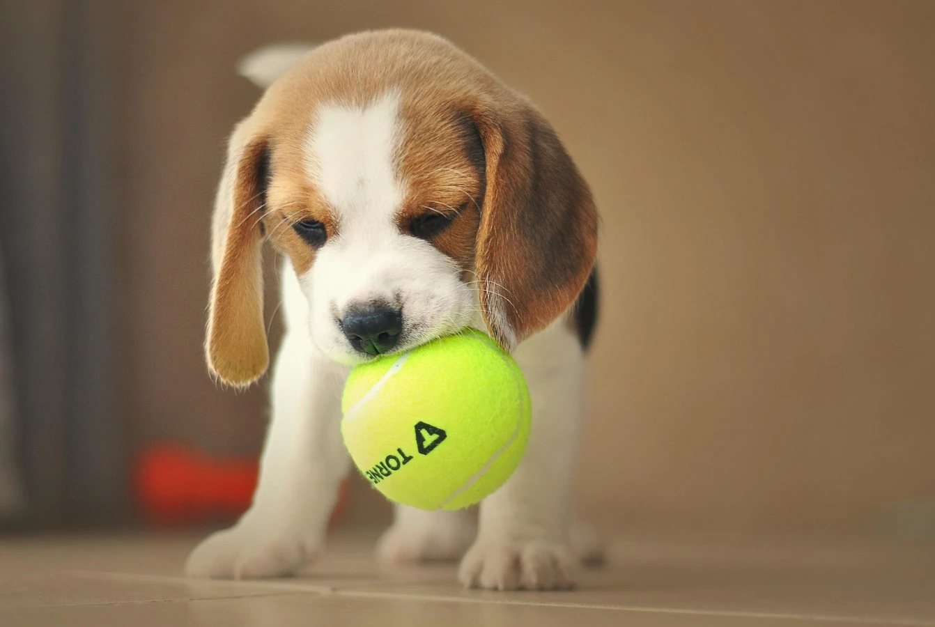 Beagle - Carattere, Addestramento, Salute e Cura - 04