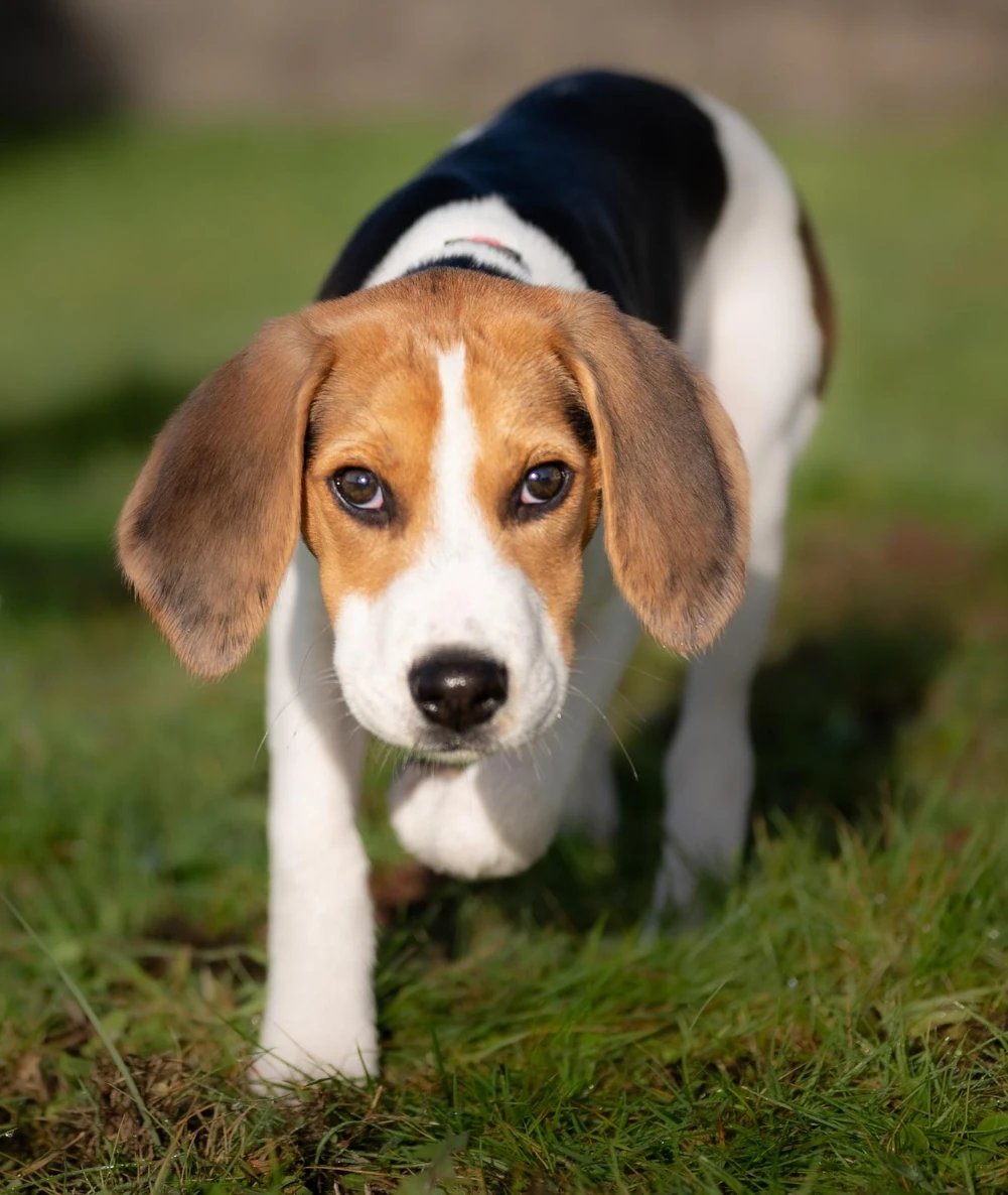 Beagle - Carattere, Addestramento, Salute e Cura - 03