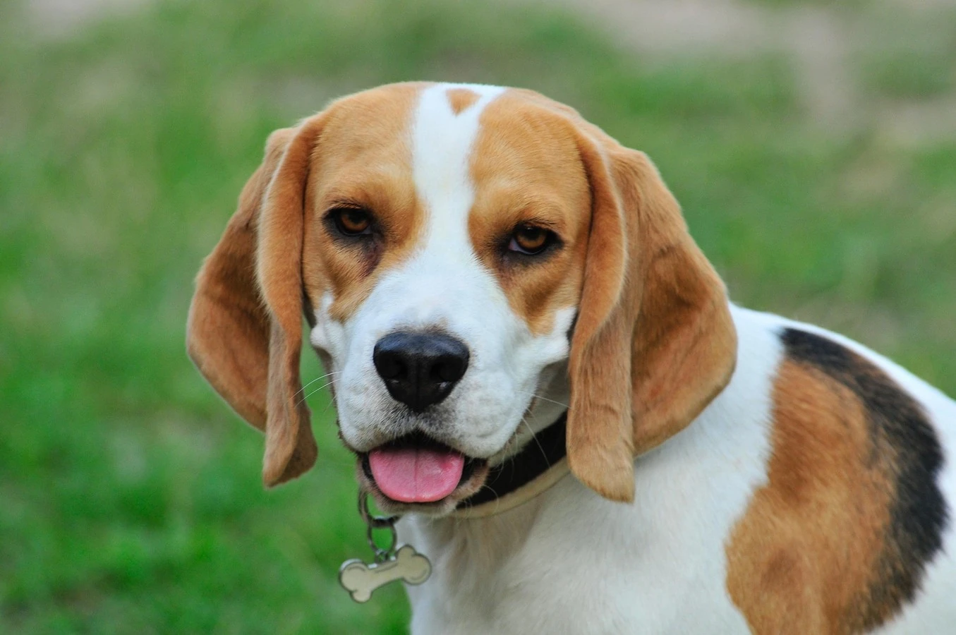 Beagle - Carattere, Addestramento, Salute e Cura - 05
