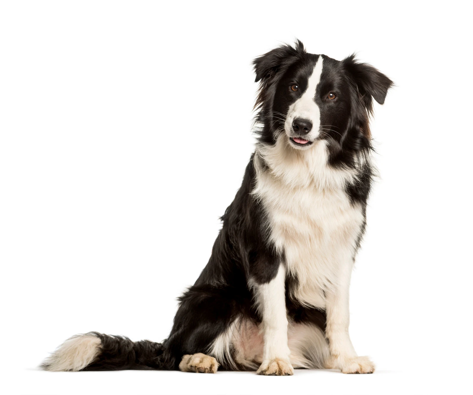 Border Collie - Carattere, Addestramento e Salute - 01