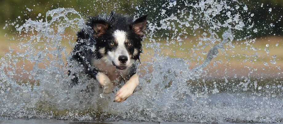Border Collie che corre nell'acqua - 03