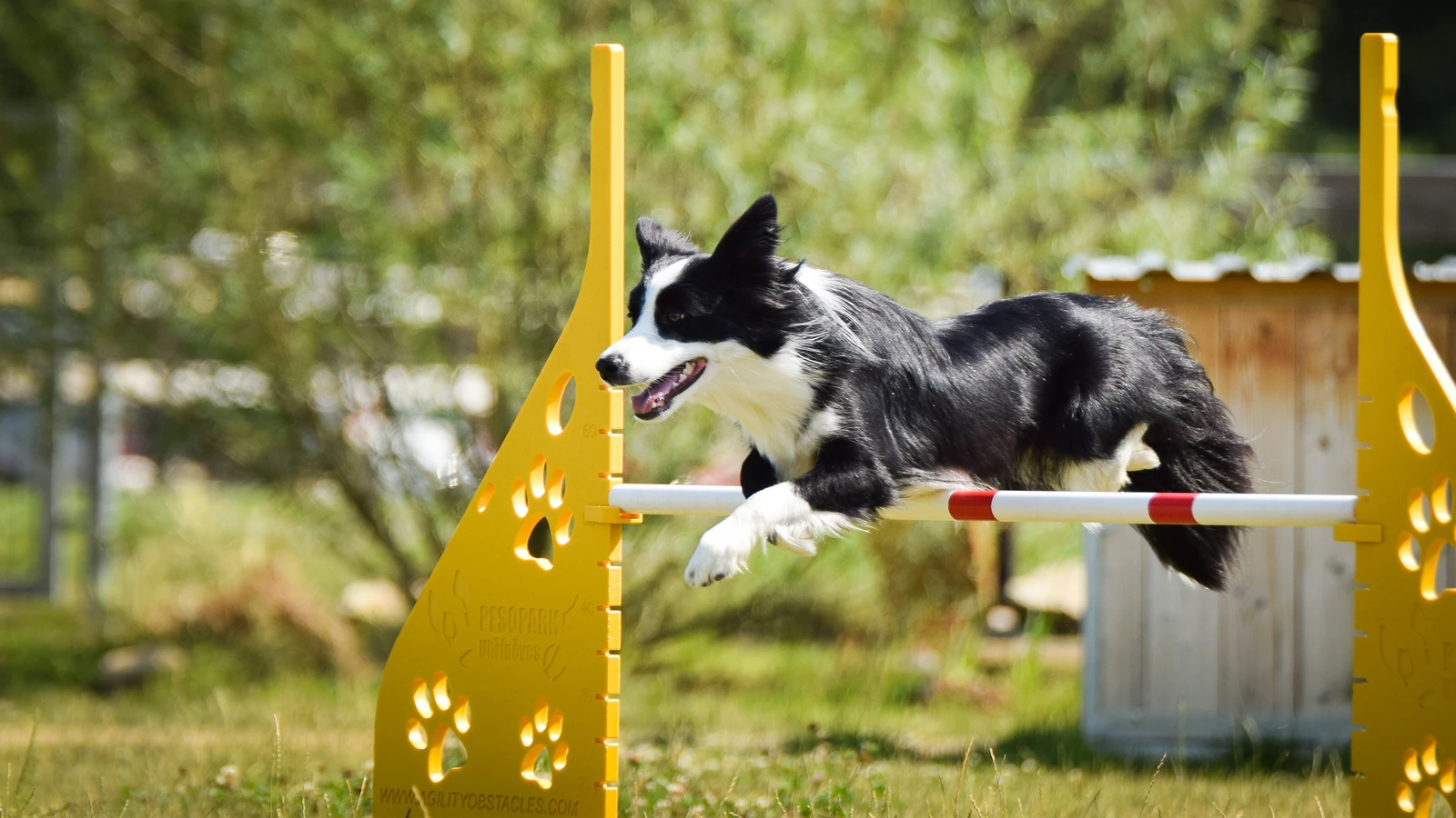 Border Collie - Agility