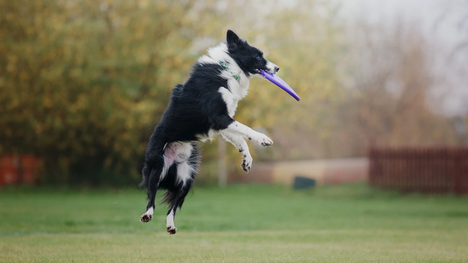Border Collie - Carattere, Addestramento e Salute - 06