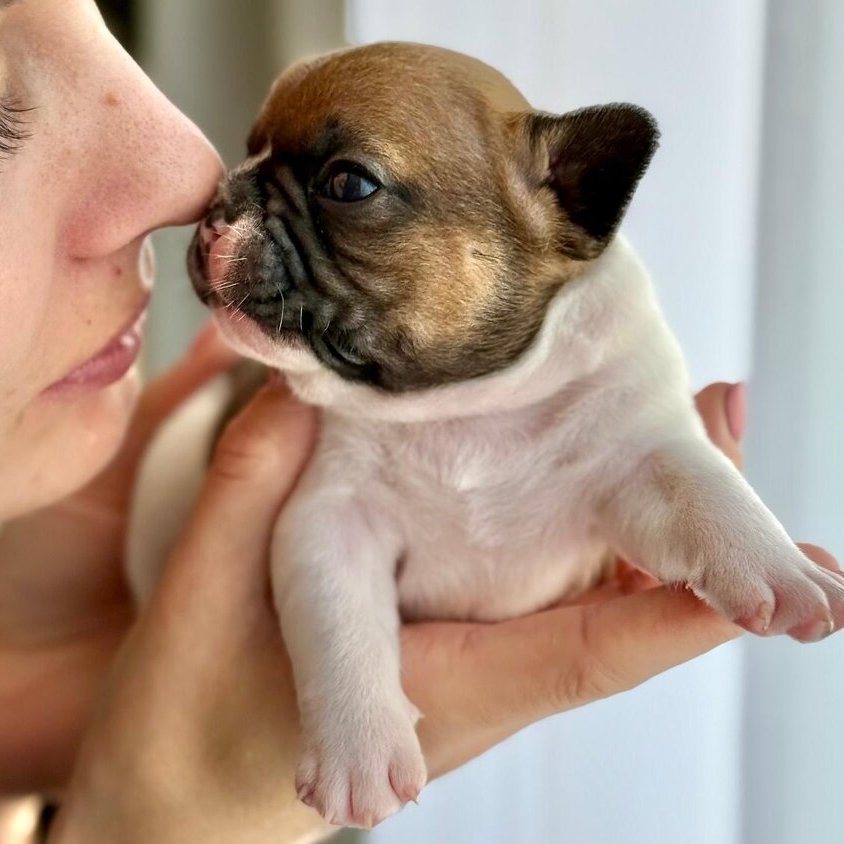 Naso a naso: Bulldog Francese