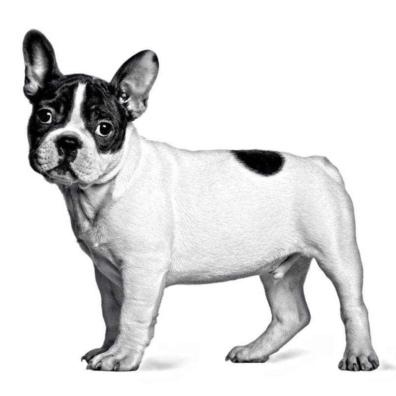 Bulldog Francese - Bianco e Nero