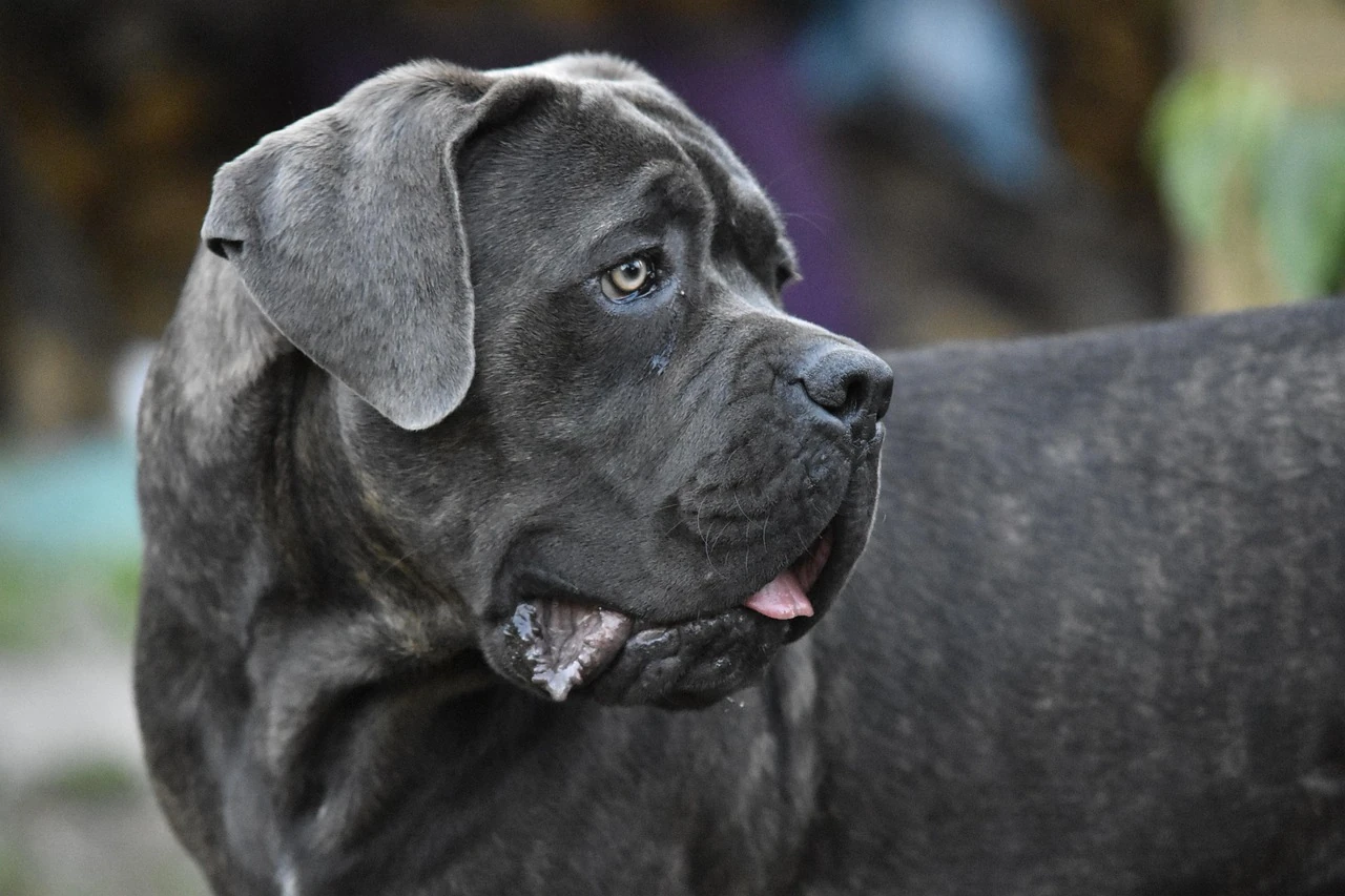 Cane Corso - Carattere, Addestramento e Salute - 02