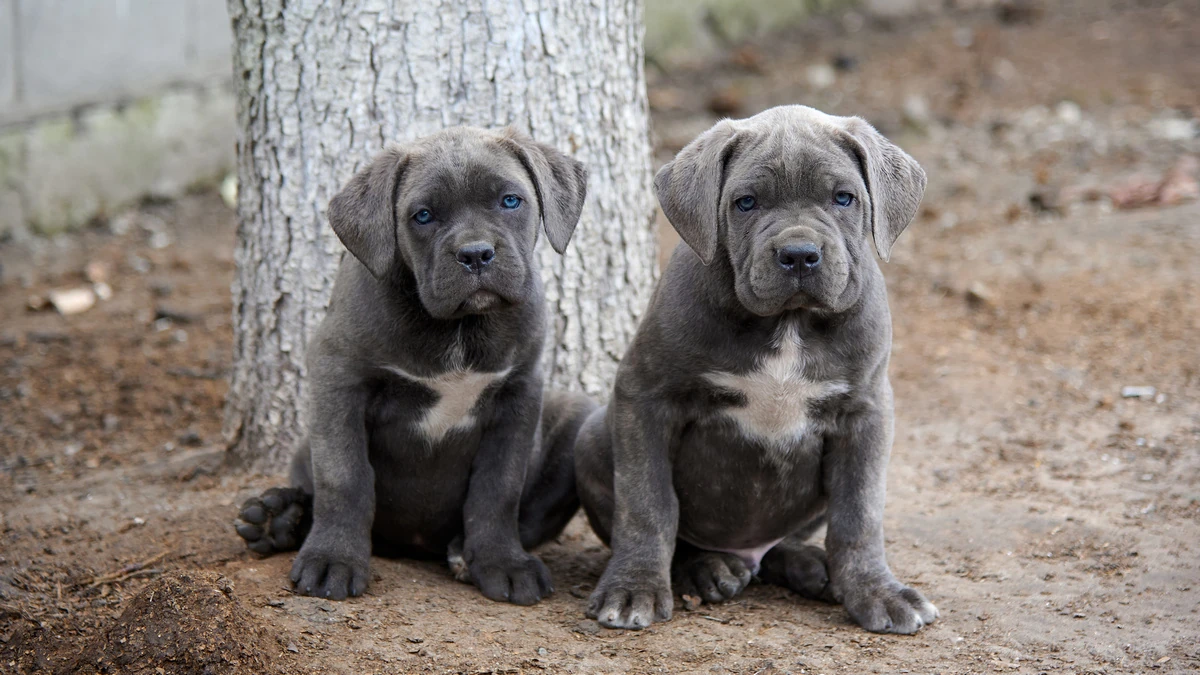 Due cuccioli di Cane Corso - 04