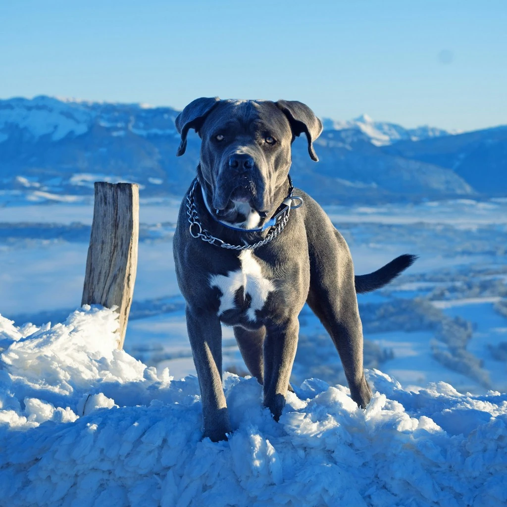 Cane Corso nella neve