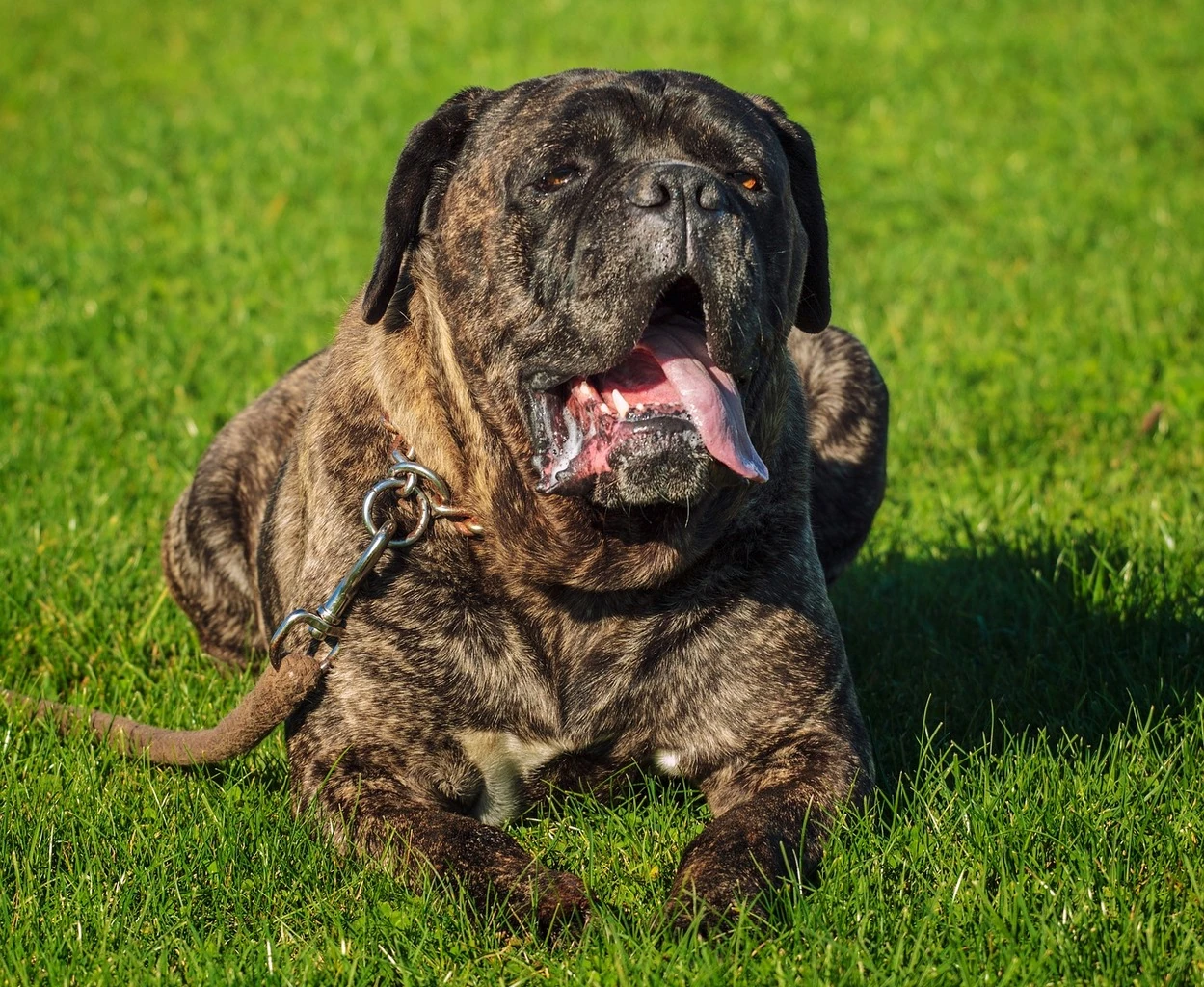 Cane Corso - Carattere, Addestramento e Salute - 08
