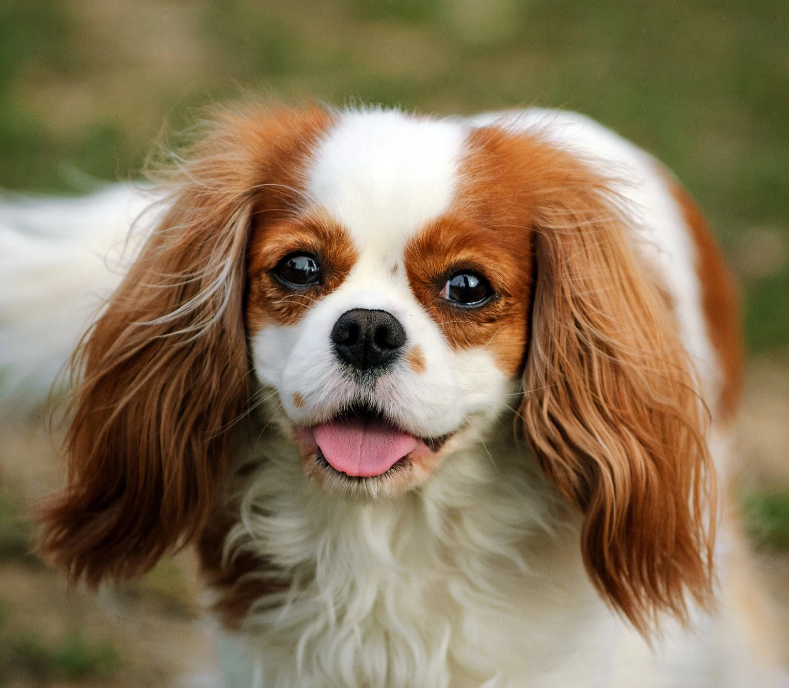 Cavalier King Charles Sapaniel - Blenheim