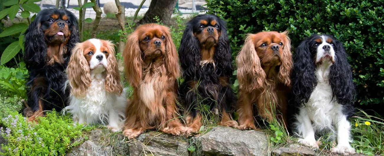Cavalier King - colorazioni