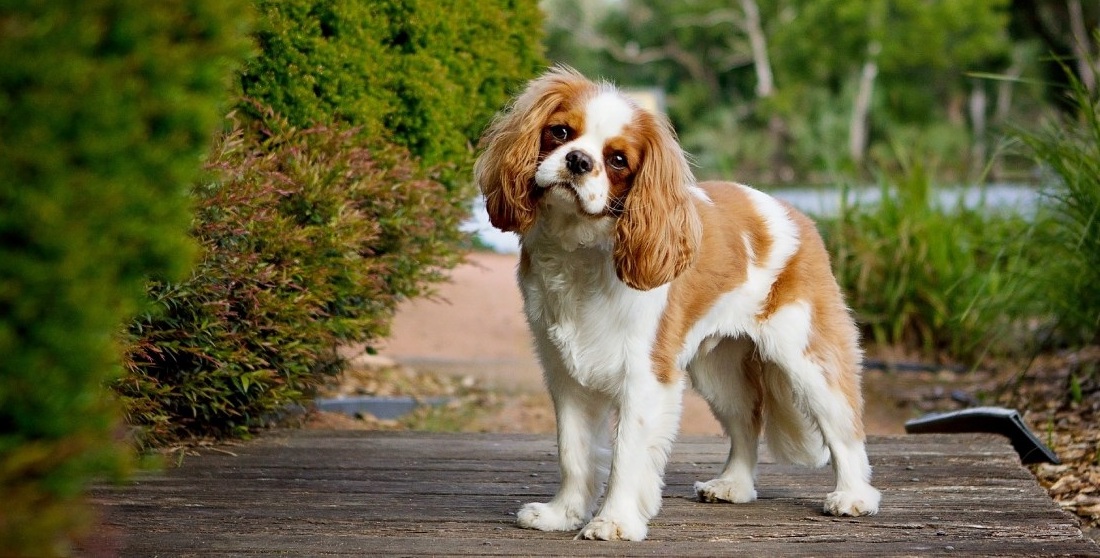 Cavalier King nel giardino