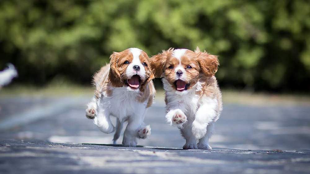 Cavalier King Charles Spaniel - cuccioli in fuga