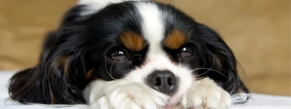 Cavalier King sdraiato