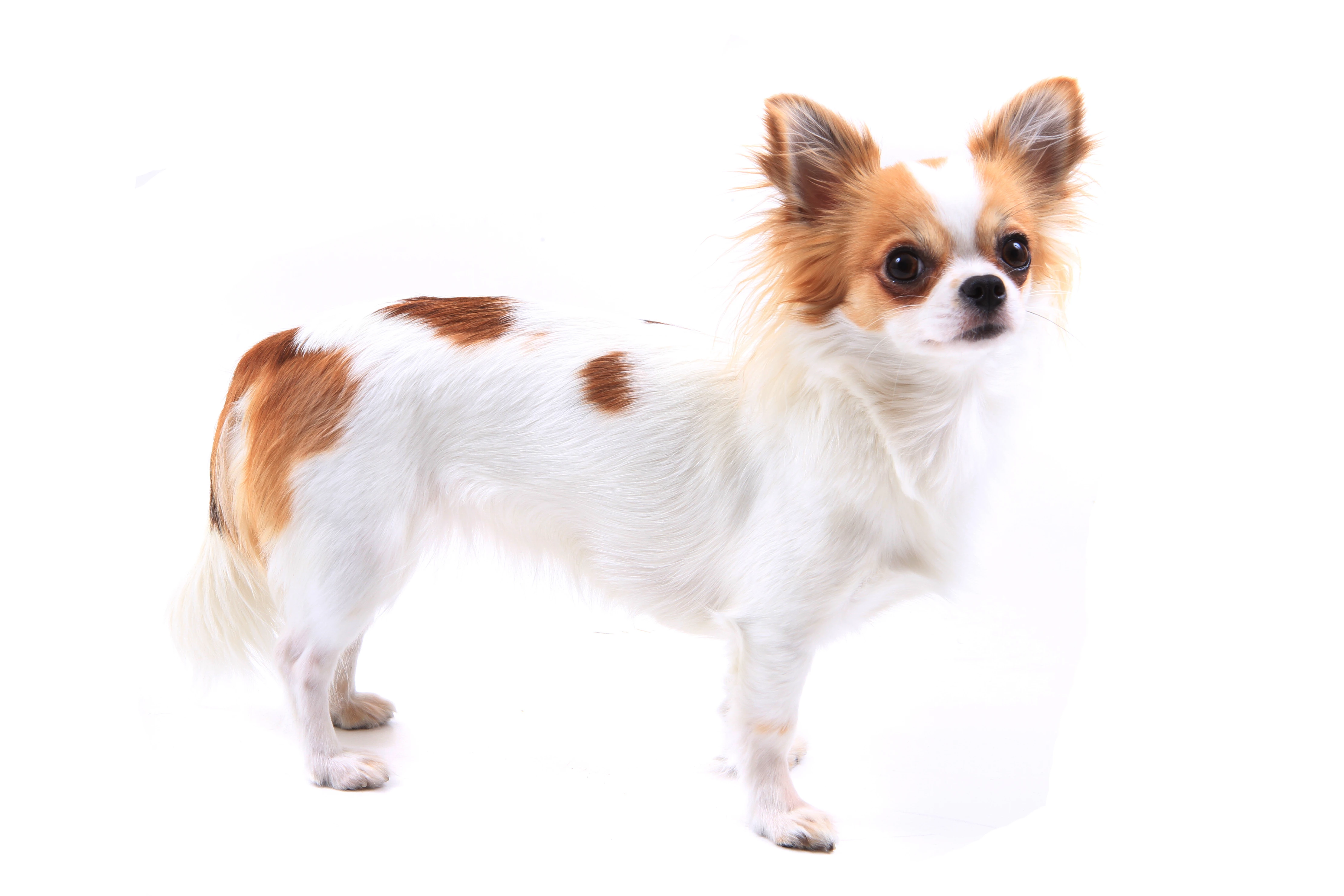 Chihuahua - pelo lungo - 01