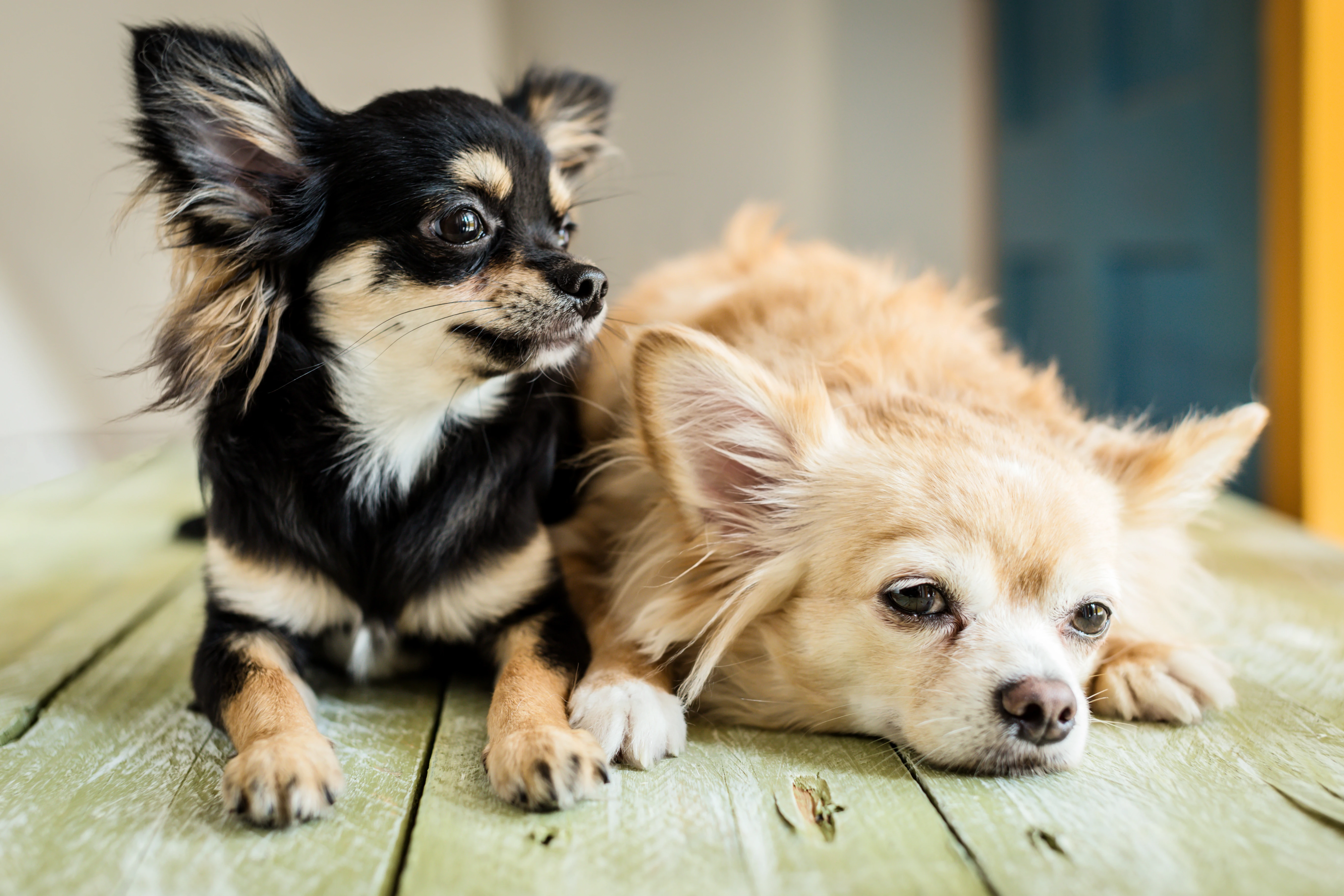 Chihuahua: Carattere, Temperamento, Salute e Caratteristiche - 03 