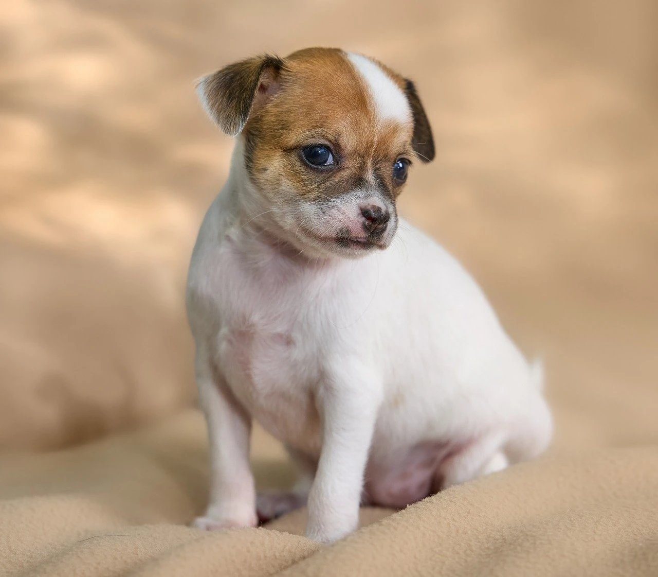 Chihuahua - cucciolo bianco - 04