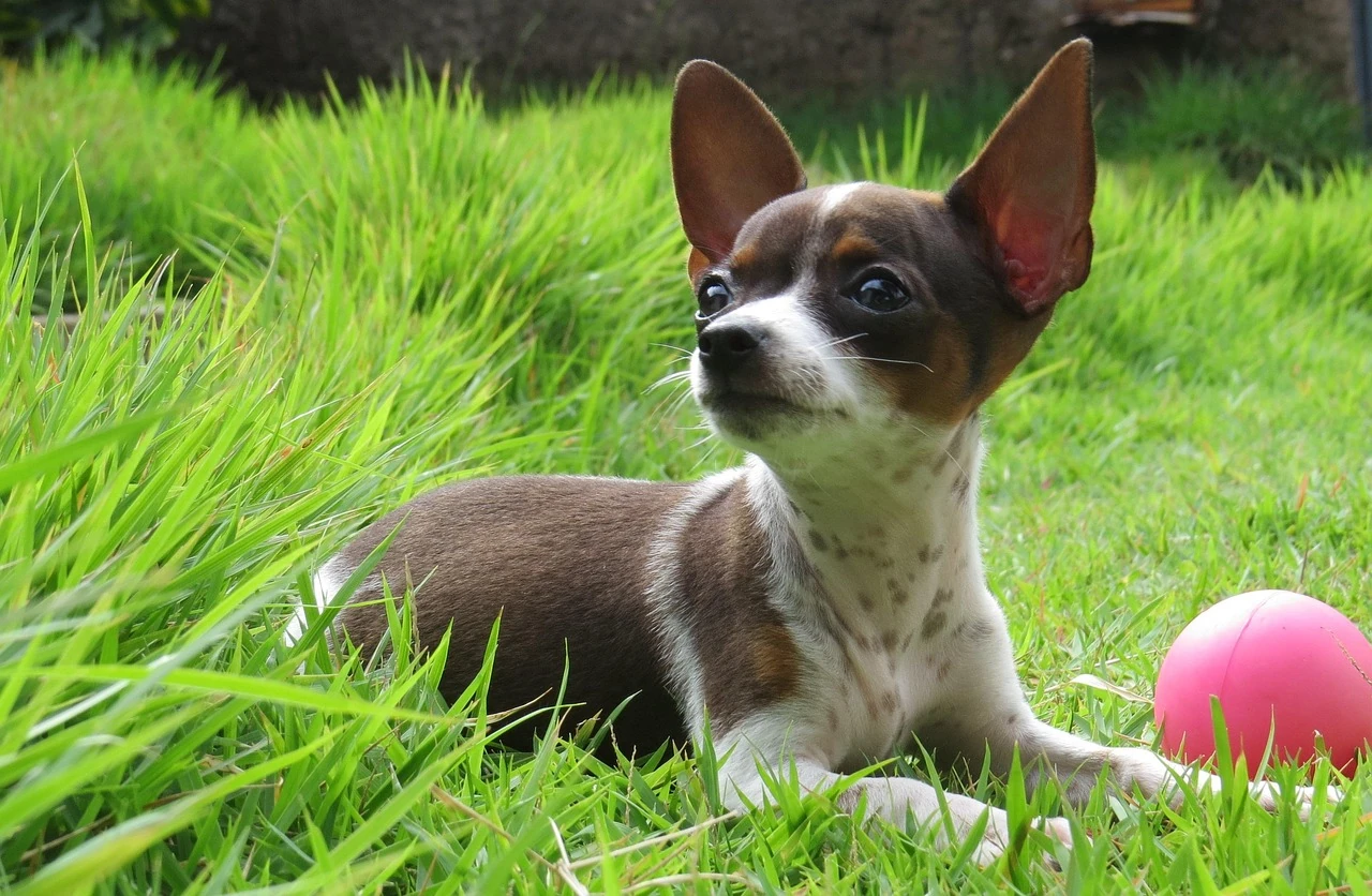 Chihuahua - Carattere, Addestramento e Salute - 06