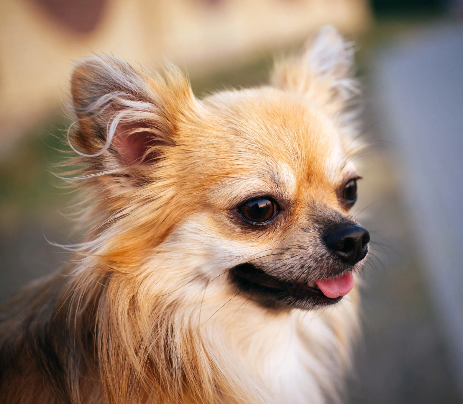 Chihuahua a pelo lungo - Carattere, Addestramento e Salute - 07