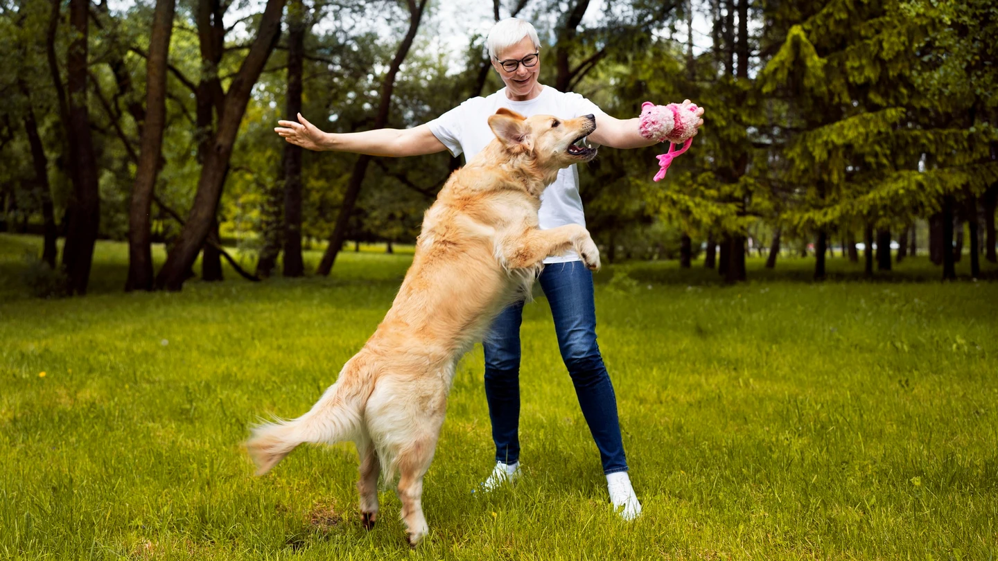 Il Golden Retriever è un cane molto attivo.