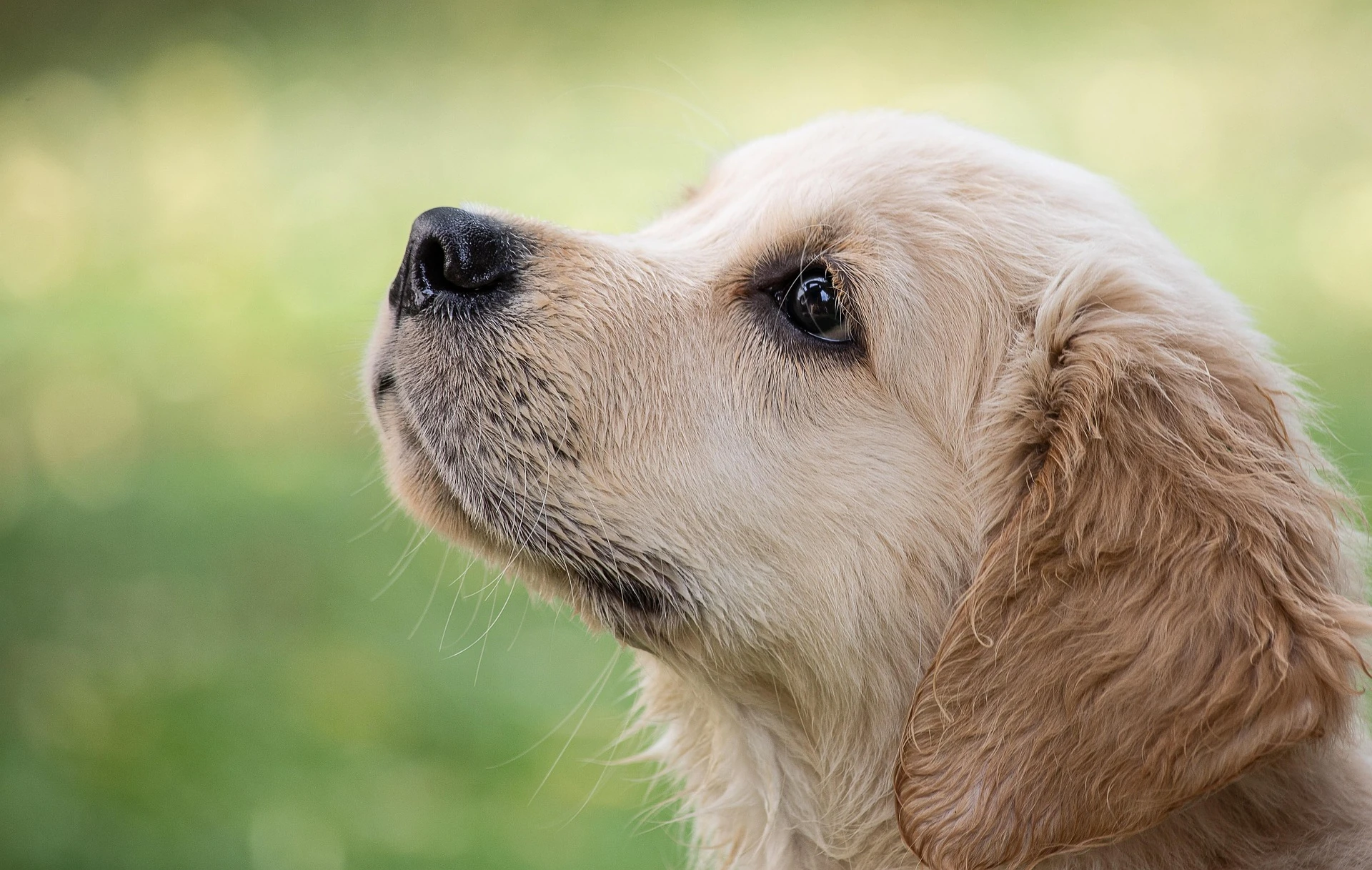 Cucciolo di Golden Retriever