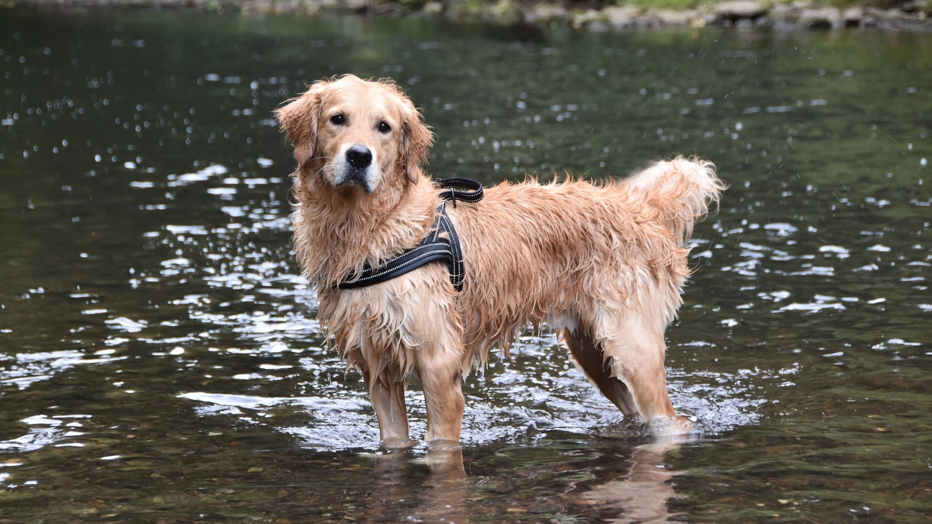 Il Golden Retriever fa il bagno nel fiume