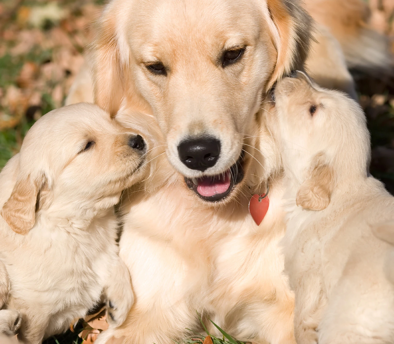 Mamma con due cuccioli
