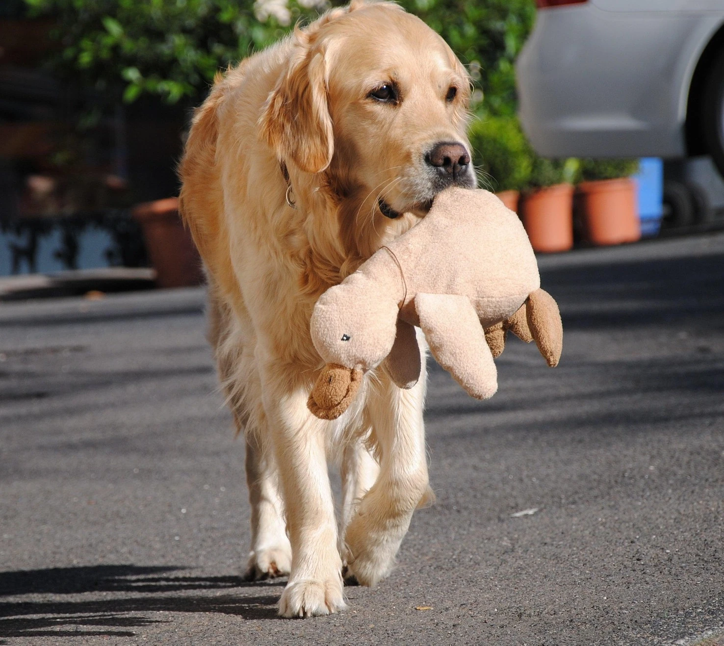 Cane con un peluche