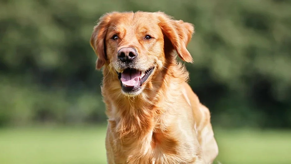 Golden Retriever che corre