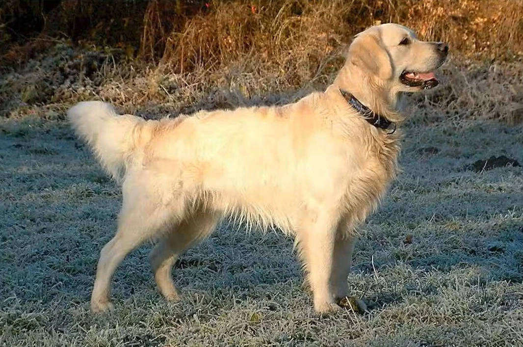 Golden Retriever e prato autunnale