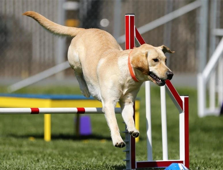 Labrador - Agility
