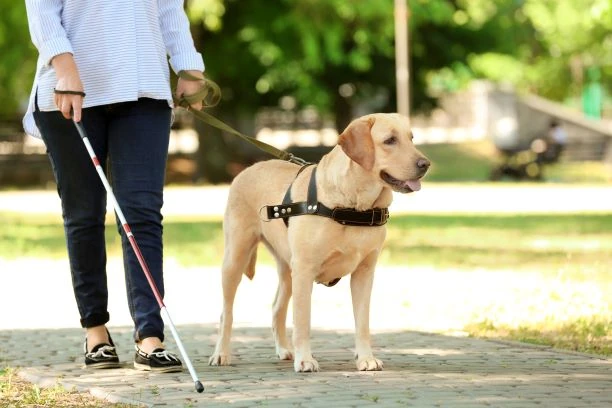 Labrador - Cane Guida