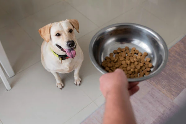Labrador sta aspettando una ciotola di cibo