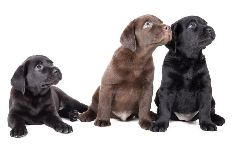 Tre cuccioli Labrador