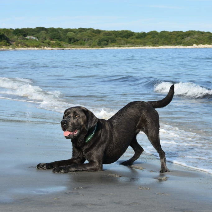 Labrador - giochi da spiaggia