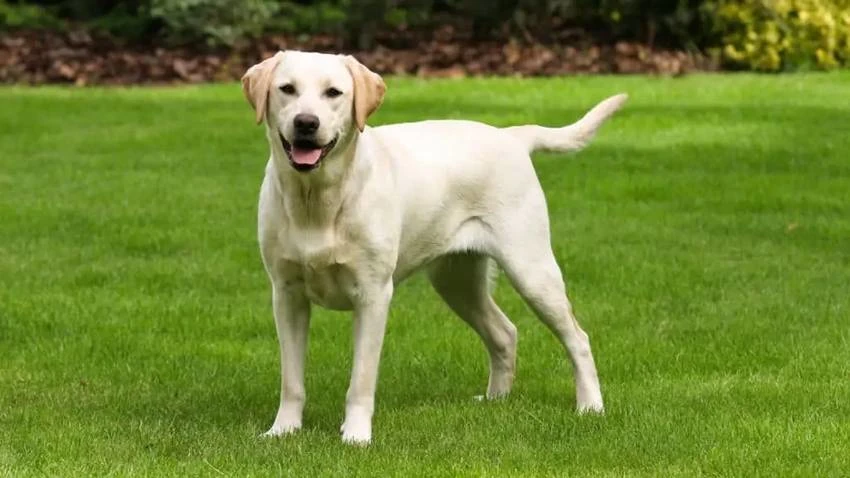 Labrador adulto - color miele