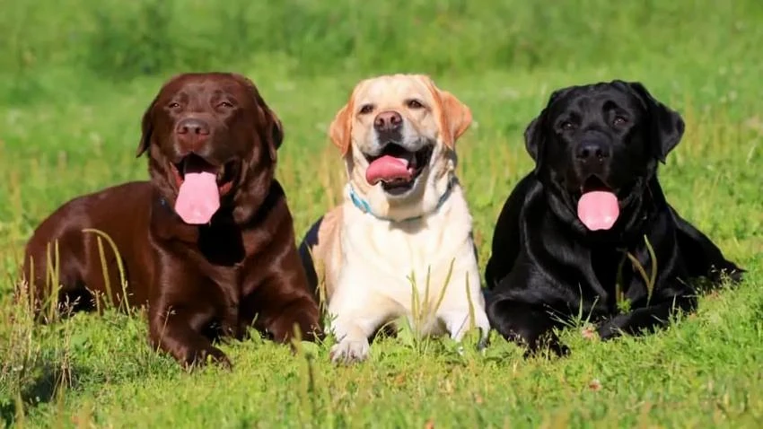 Labrador - miele, nero e marrone