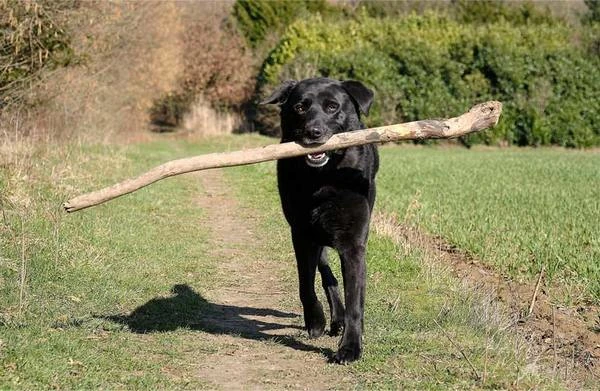 Cane recupera il bastone