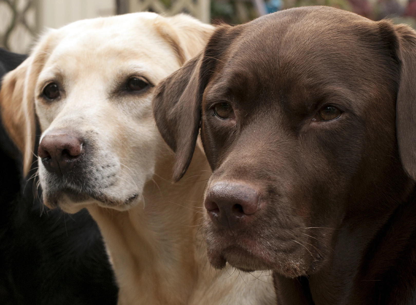 Labrador marrone cioccolato e giallo