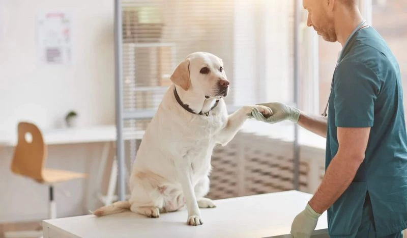 Labrador - Veterinario