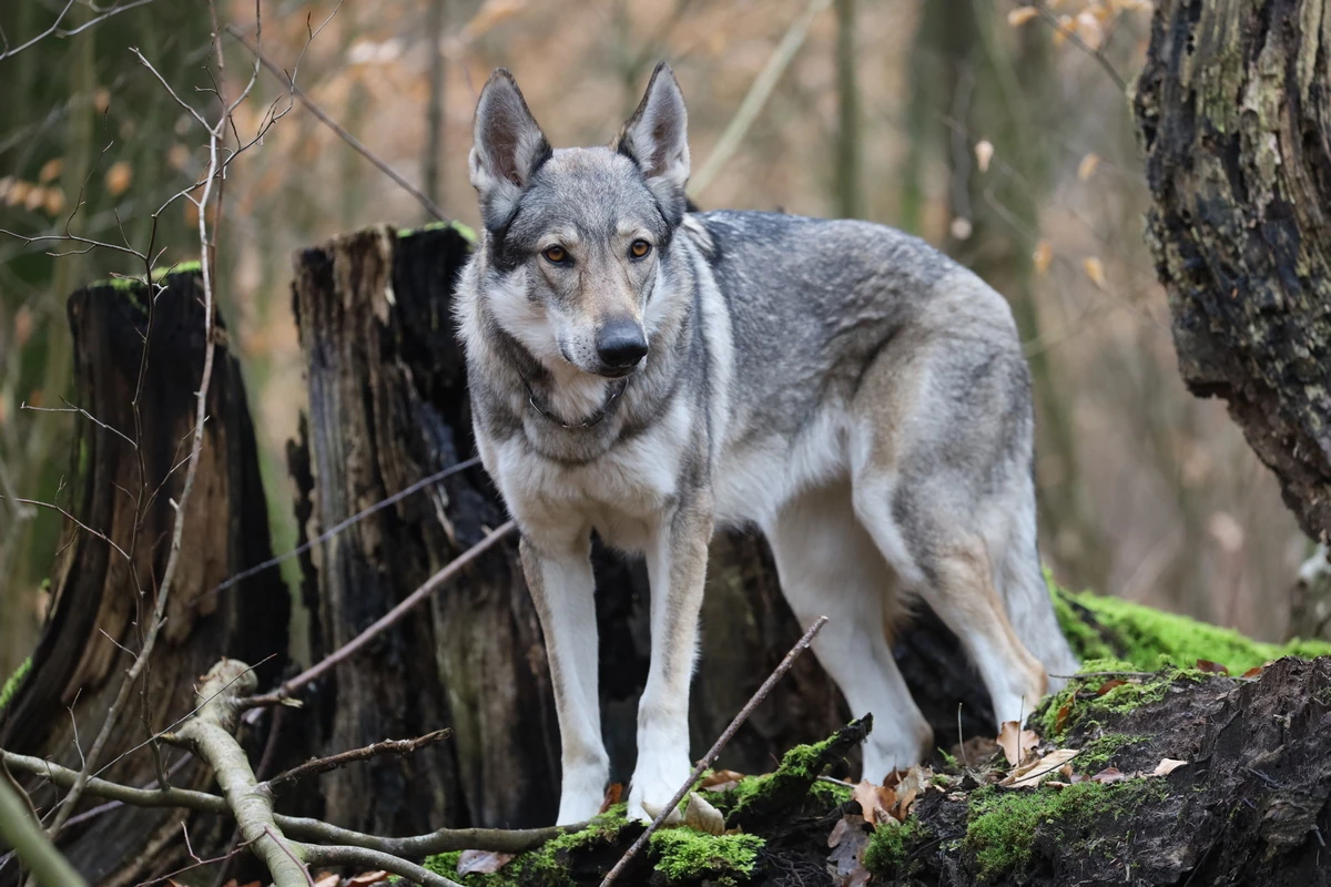 Lupo Cecoslovacco - Carattere, Addestramento e Salute - 02