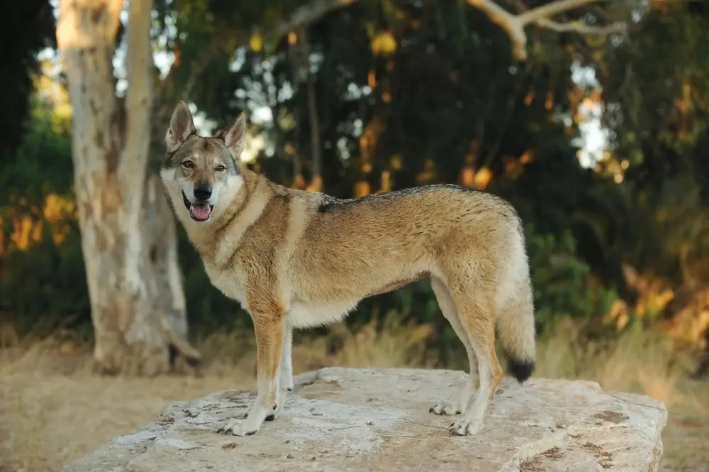 Lupo Cecoslovacco - Carattere, Addestramento e Salute - 03